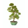 Bonsai en ligne Ligustrum indonésien 78 cm Sankaly Bonsai LIGIND260420HS