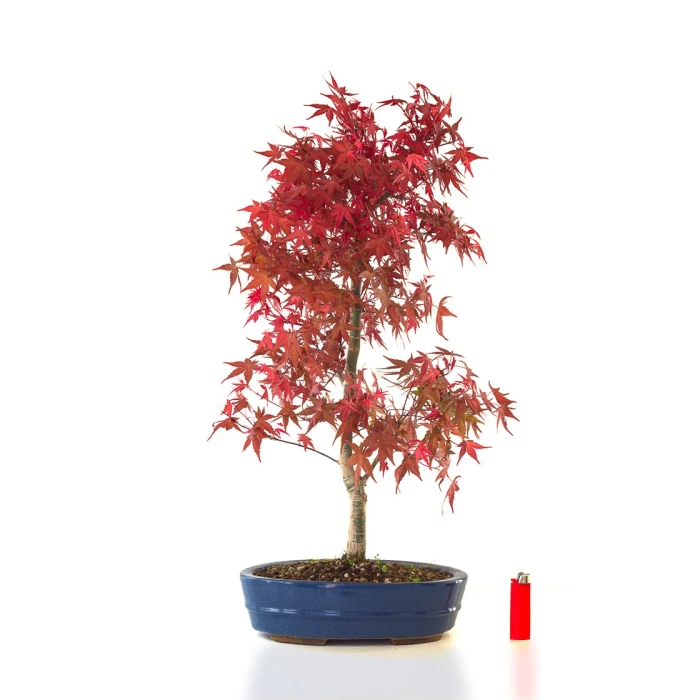 Site de vente de Bonsai Acer Palmatum Deshojo 68 cm APD260401FB Sankaly Bonsai
