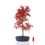 Site de vente de Bonsai Acer Palmatum Deshojo 68 cm APD260401FB Sankaly Bonsai