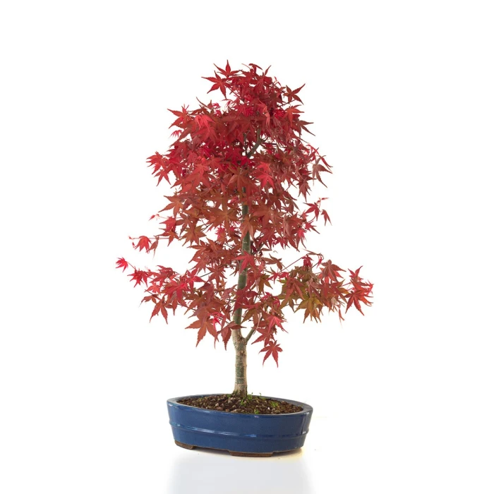 Vente de Bonsai Acer Palmatum Deshojo 68 cm APD260401FB