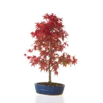 Vente de Bonsai Acer Palmatum Deshojo 68 cm APD260401FB