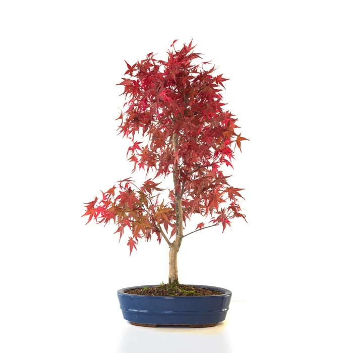 Achat Bonsai Acer Palmatum Deshojo 68 cm APD260401FB