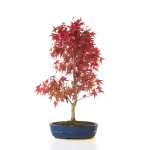 Achat Bonsai Acer Palmatum Deshojo 68 cm APD260401FB