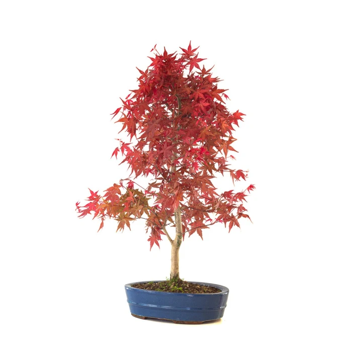 Acheter Bonsai Acer Palmatum Deshojo 68 cm APD260401FB