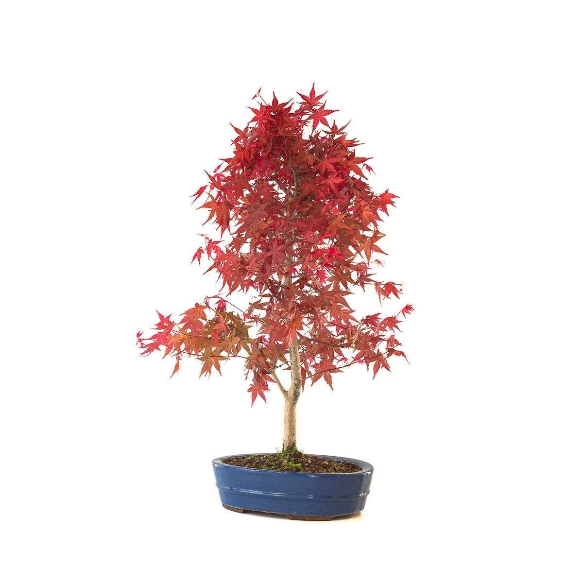 Acheter Bonsai Acer Palmatum Deshojo 68 cm APD260401FB