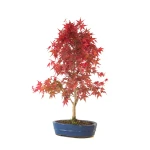 Acheter Bonsai Acer Palmatum Deshojo 68 cm APD260401FB