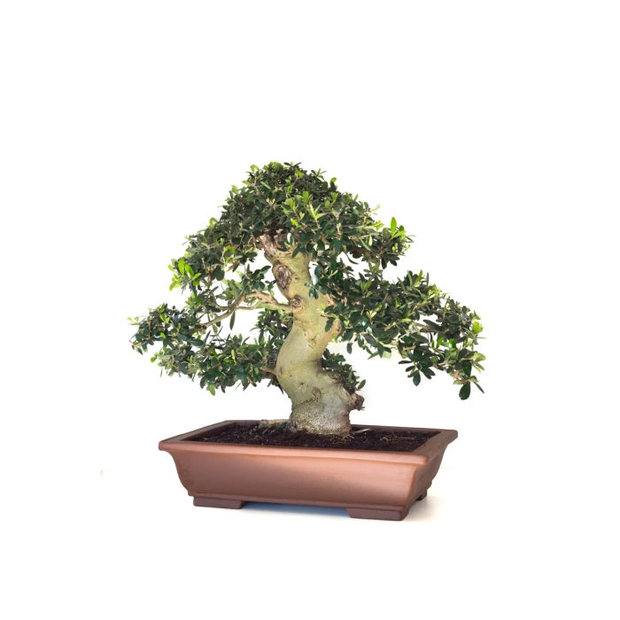 Acheter Bonsai de collection Olivier Olea Europaea Sylvestris 60 cm Sankaly Bonsai