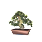 Acheter Bonsai de collection Olivier Olea Europaea Sylvestris 60 cm Sankaly Bonsai