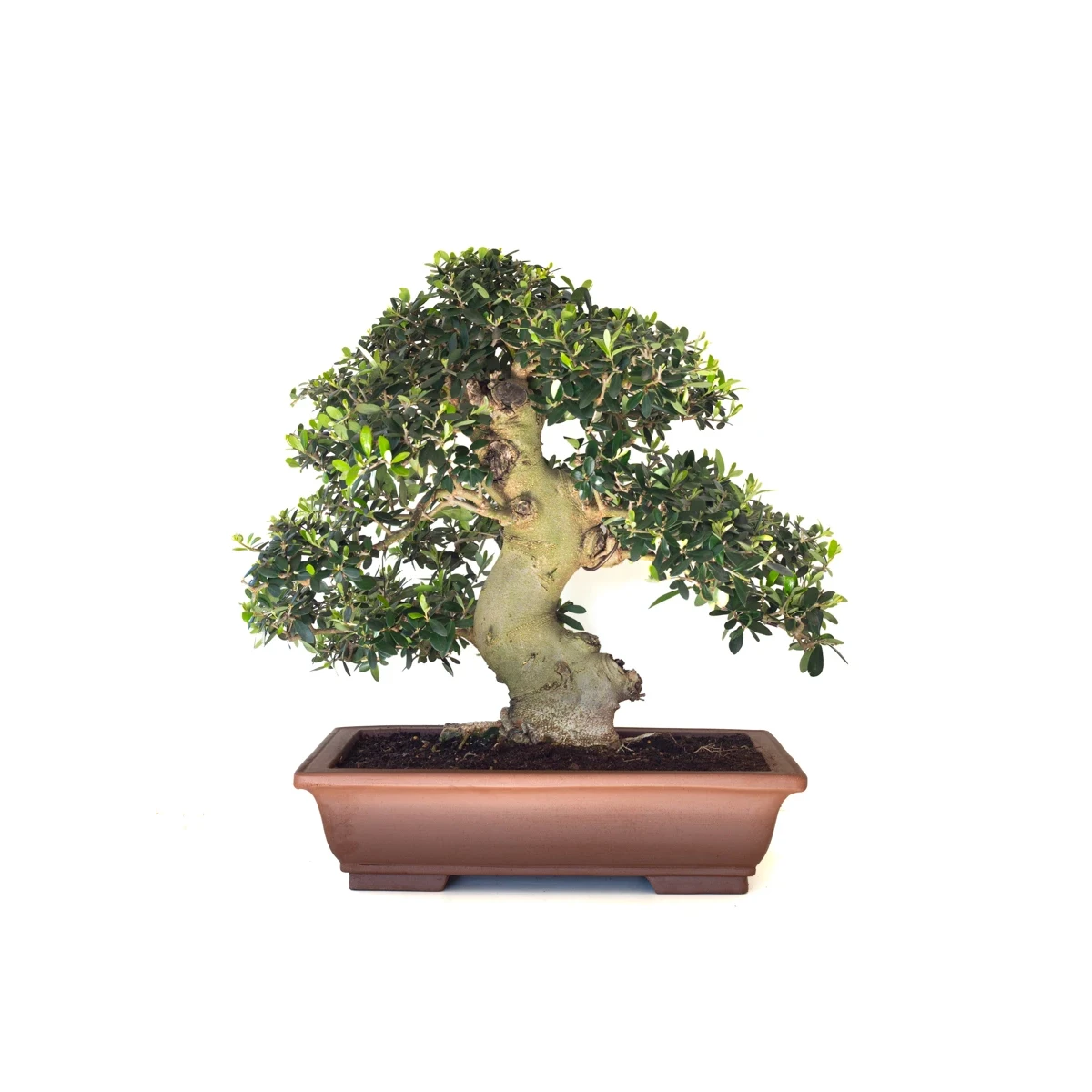 Vente de Bonsai de collection Olivier Olea Europaea Sylvestris 60 cm Sankaly Bonsai