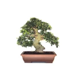 Vente de Bonsai de collection Olivier Olea Europaea Sylvestris 60 cm Sankaly Bonsai