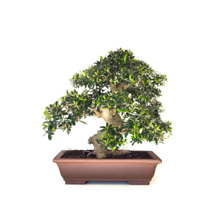 Site vente Bonsai de collection Olivier Olea Europaea Sylvestris 60 cm Sankaly Bonsai