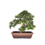 Site vente Bonsai de collection Olivier Olea Europaea Sylvestris 60 cm Sankaly Bonsai