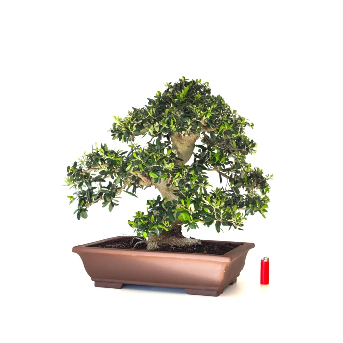 Achat Bonsai de collection Olivier Olea Europaea Sylvestris 60 cm Sankaly Bonsai