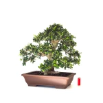 Achat Bonsai de collection Olivier Olea Europaea Sylvestris 60 cm Sankaly Bonsai