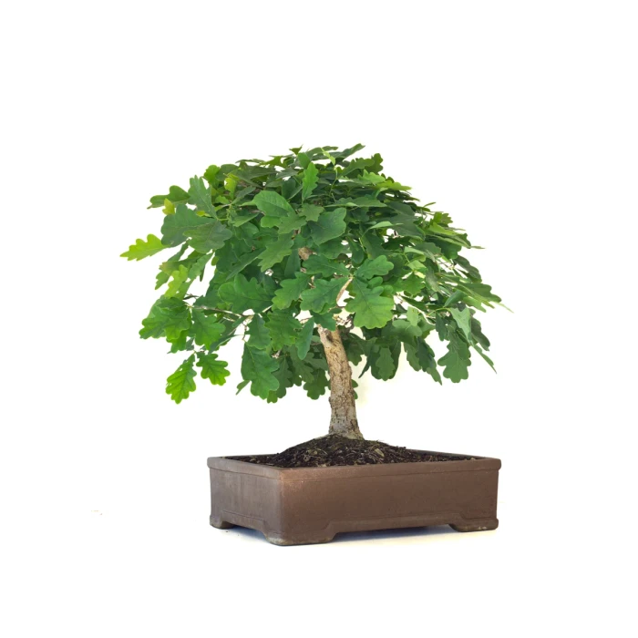 Achat Bonsai de collection Chêne blanc Quercus Pubescens 60 cm Sankaly Bonsai