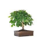 Achat Bonsai de collection Chêne blanc Quercus Pubescens 60 cm Sankaly Bonsai
