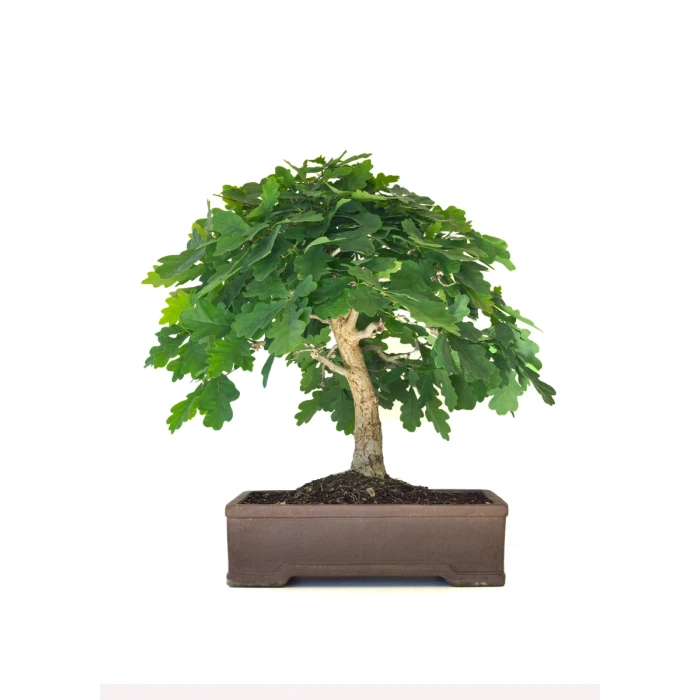 Acheter Bonsai de collection Chêne blanc Quercus Pubescens 60 cm Sankaly Bonsai