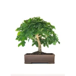 Acheter Bonsai de collection Chêne blanc Quercus Pubescens 60 cm Sankaly Bonsai