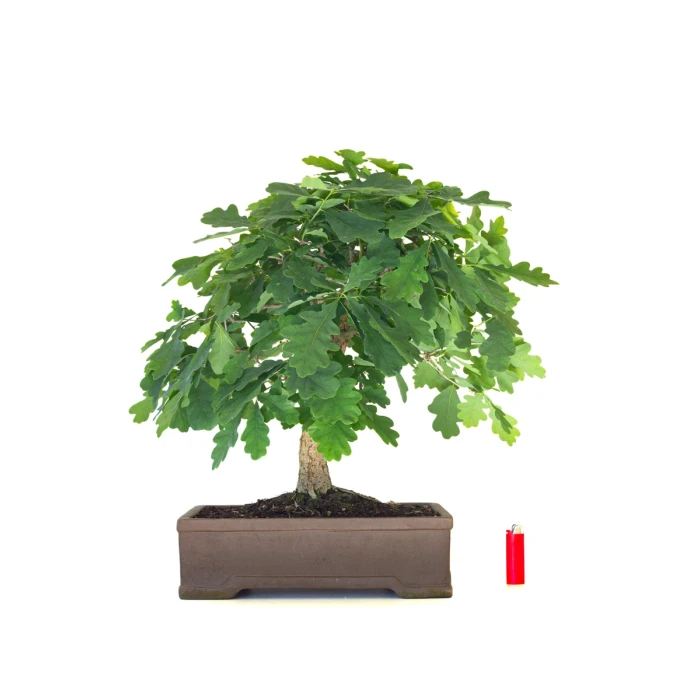 Vente de Bonsai de collection Chêne blanc Quercus Pubescens 60 cm Sankaly Bonsai