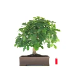 Vente de Bonsai de collection Chêne blanc Quercus Pubescens 60 cm Sankaly Bonsai