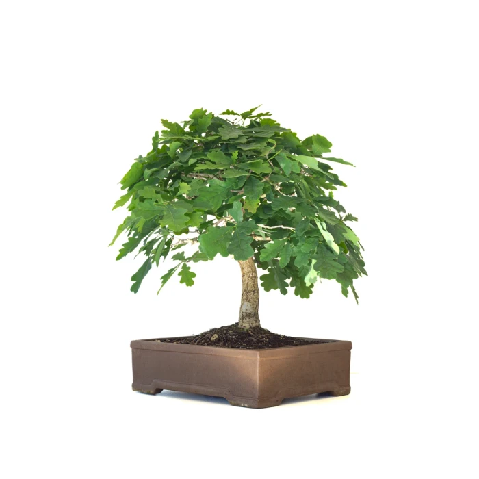 Achat Bonsai specimen Chêne blanc Quercus Pubescens 60 cm Sankaly Bonsai