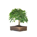 Achat Bonsai specimen Chêne blanc Quercus Pubescens 60 cm Sankaly Bonsai