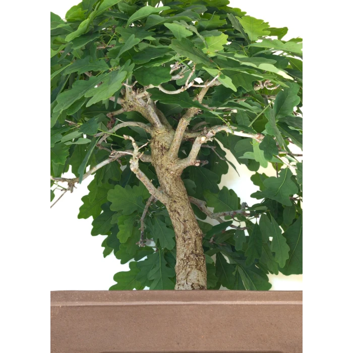Vente de Bonsai specimen Chêne blanc Quercus Pubescens 60 cm Sankaly Bonsai