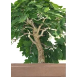 Vente de Bonsai specimen Chêne blanc Quercus Pubescens 60 cm Sankaly Bonsai