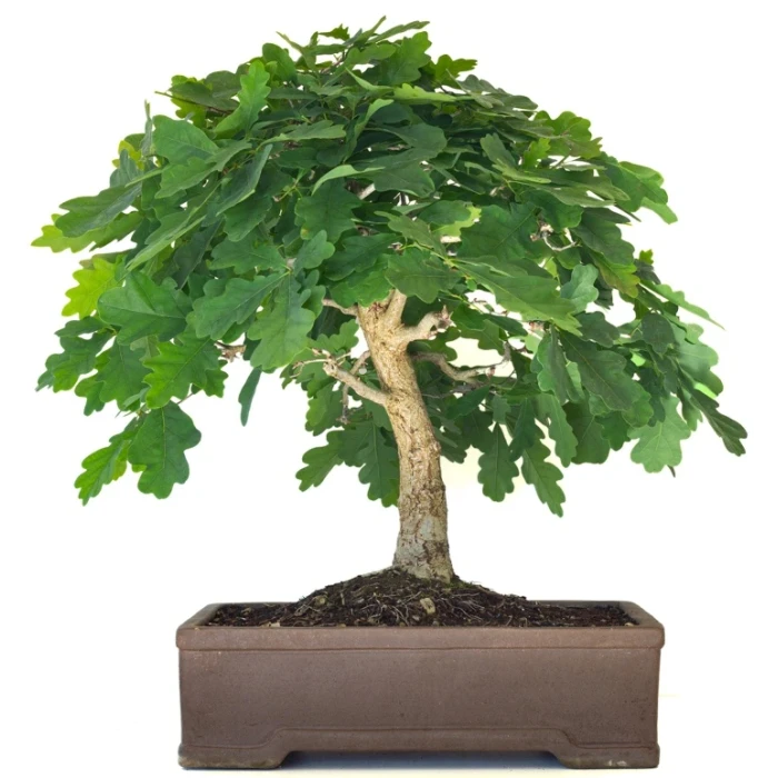 Chene blanc Bonsai, Vente en ligne, Sankaly Bonsai
