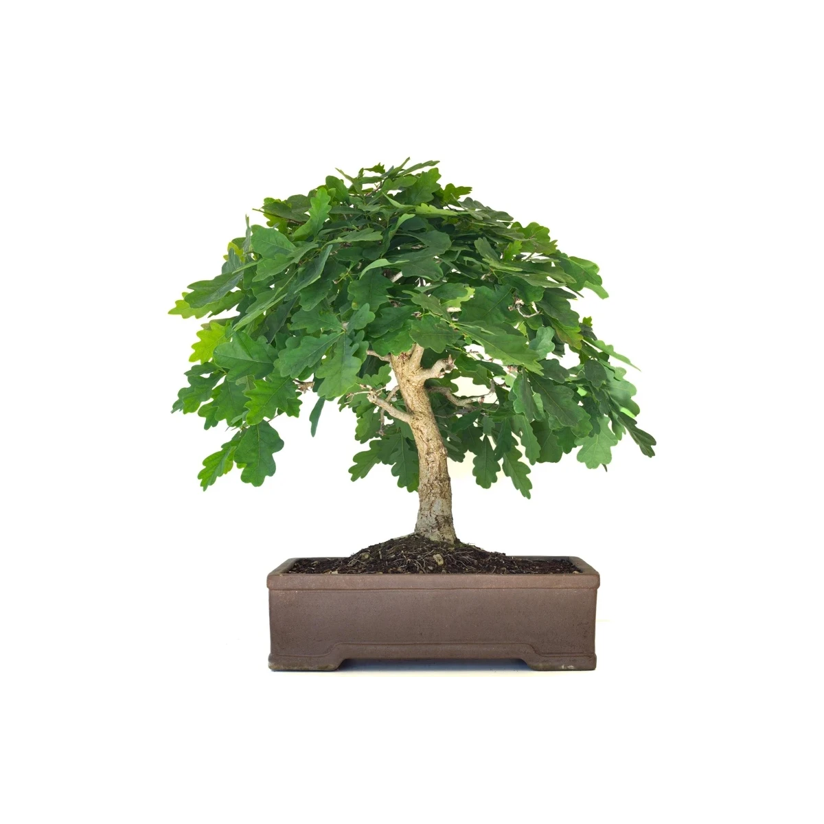 Fiche de culture Bonsai CHÊNE BLANC