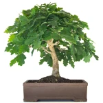 Chene blanc Bonsai, Vente en ligne, Sankaly Bonsai