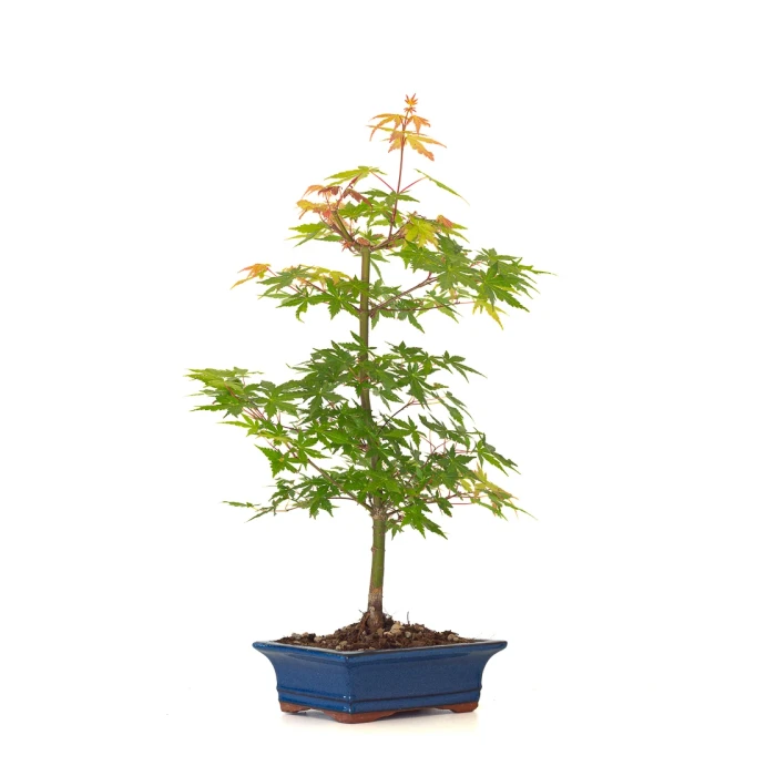 Vente de Bonsaï Acer palmatum Erable du Japon 50 cm | Sankaly Bonsai