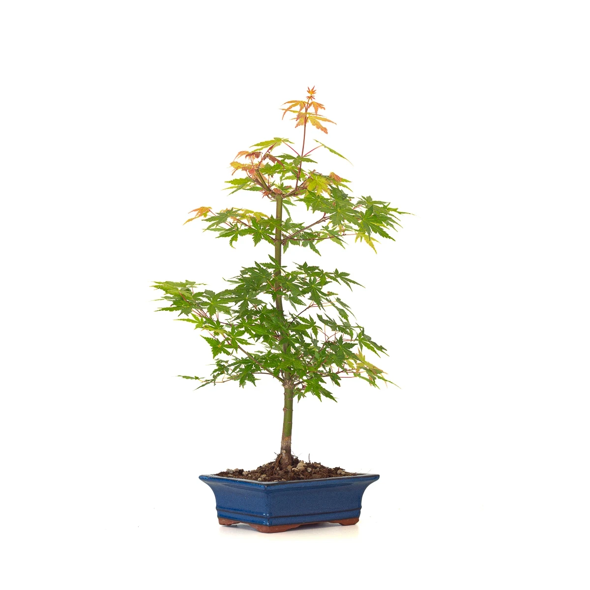 Vente de Bonsaï Acer palmatum Erable du Japon 50 cm | Sankaly Bonsai