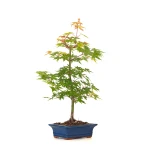 Vente de Bonsaï Acer palmatum Erable du Japon 50 cm | Sankaly Bonsai