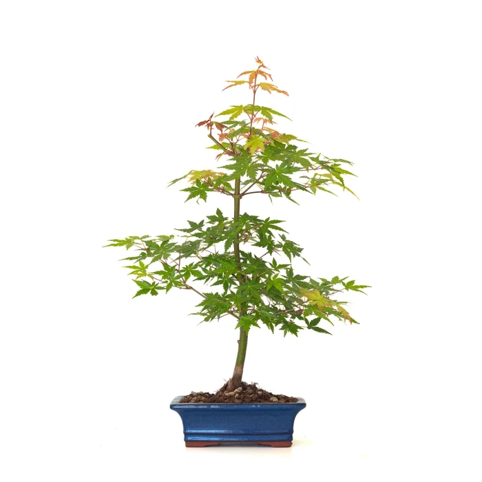 Achat Bonsai Acer Palmatum Erable palmé du Japon 50 cm AP260402FB Sankaly Bonsai