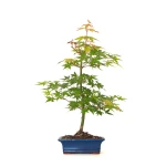 Achat Bonsai Acer Palmatum Erable palmé du Japon 50 cm AP260402FB Sankaly Bonsai