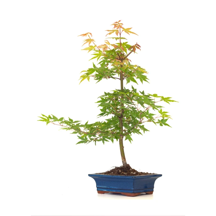 Acheter Bonsai Acer Palmatum Erable palmé du Japon 50 cm AP260402FB Sankaly Bonsai