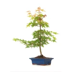 Acheter Bonsai Acer Palmatum Erable palmé du Japon 50 cm AP260402FB Sankaly Bonsai