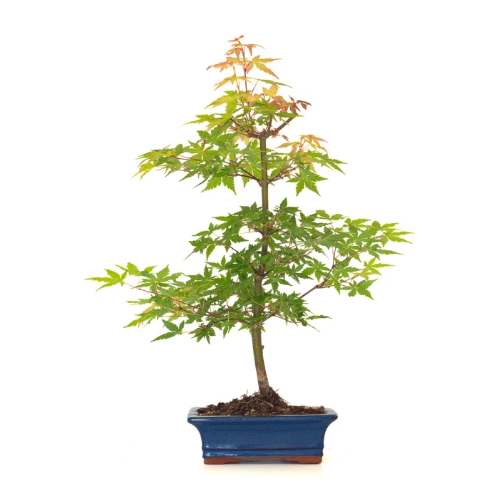 Boutique Bonsai Acer Palmatum Erable palmé du Japon 50 cm AP260402FB Sankaly Bonsai