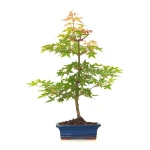 Boutique Bonsai Acer Palmatum Erable palmé du Japon 50 cm AP260402FB Sankaly Bonsai