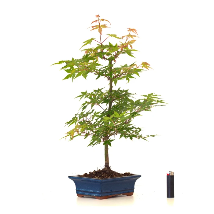 Spécialiste Bonsai Acer Palmatum Erable palmé du Japon 50 cm AP260402FB Sankaly Bonsai