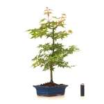 Spécialiste Bonsai Acer Palmatum Erable palmé du Japon 50 cm AP260402FB Sankaly Bonsai