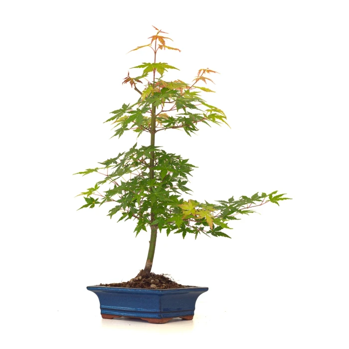 Vente de Bonsai en ligne Acer Palmatum Erable palmé du Japon 50 cm AP260402FB Sankaly Bonsai