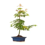 Vente de Bonsai en ligne Acer Palmatum Erable palmé du Japon 50 cm AP260402FB Sankaly Bonsai