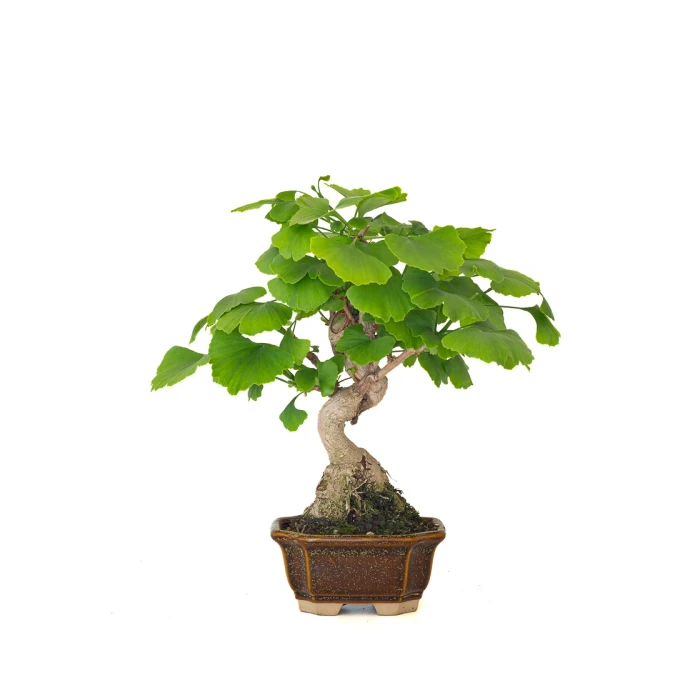 Achat Bonsai Ginkgo Biloba 32 cm Sankaly Bonsai