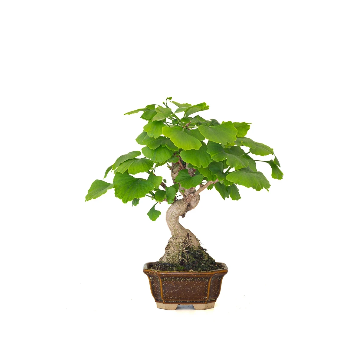 Achat Bonsai Ginkgo Biloba 32 cm Sankaly Bonsai