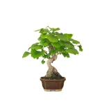 Achat Bonsai Ginkgo Biloba 32 cm Sankaly Bonsai