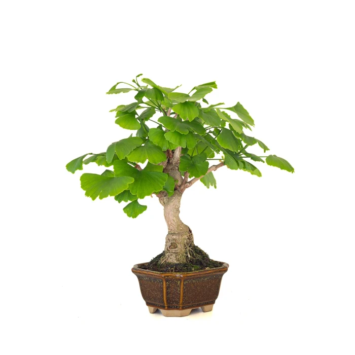 Acheter Bonsai Ginkgo Biloba 32 cm Sankaly Bonsai