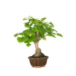 Acheter Bonsai Ginkgo Biloba 32 cm Sankaly Bonsai