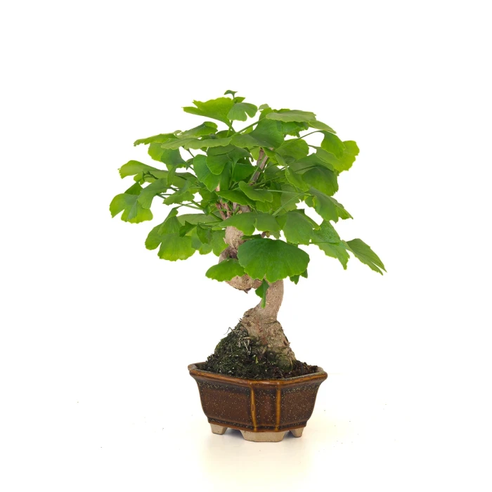 Vente de Bonsai Ginkgo Biloba 32 cm Sankaly Bonsai